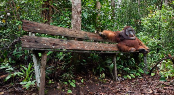 A策略 野生动物为啥很少发胖？​