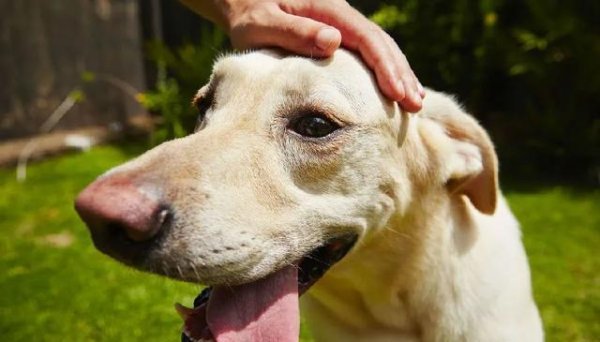 高忆配资 狗狗能通过鼻子判断时间！