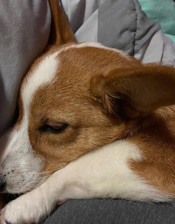 爱配配资 柯基萌翻全家却暗藏隐患，养狗前三思，你家真适合它吗？